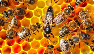 Глобальная роль пчёл: почему их исчезновение угрожает всем нам, и чем мы можем помочь