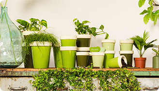 Советы зелёного доктора: как реанимировать умирающее комнатное растение - часть 1