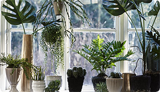 Комнатные растения на подоконнике: идеи цветочного дизайна для дома