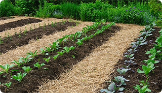 Сад без забот: истоки революционной концепции No-Dig Gardening