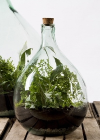 Стеклянный терарриум для растений бутыль AGG49 Esschert Design фото