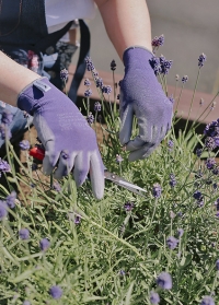Перчатки тонкие для цветов и работы в саду Violet Colors AJS-Blackfox фото